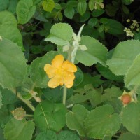 Abutilon pannosum (G.Forst.) Schltdl.